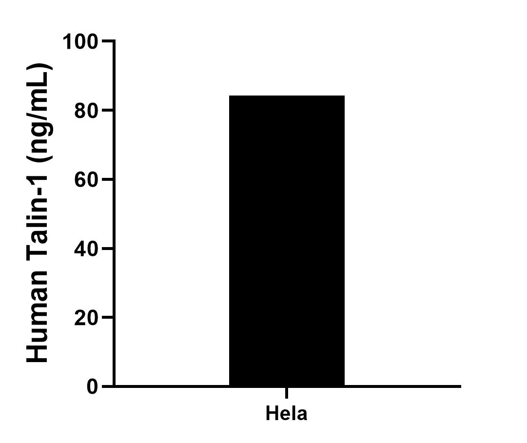 The mean Talin-1 concentration was determined to be 84.3 ng/mL in Hela cell extract based on a 3.1 mg/mL extract load .